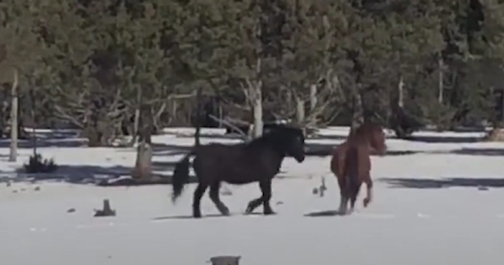 Rescuers Reunite Wild Horses That Have Special Connection Then Realize She’s Pregnant