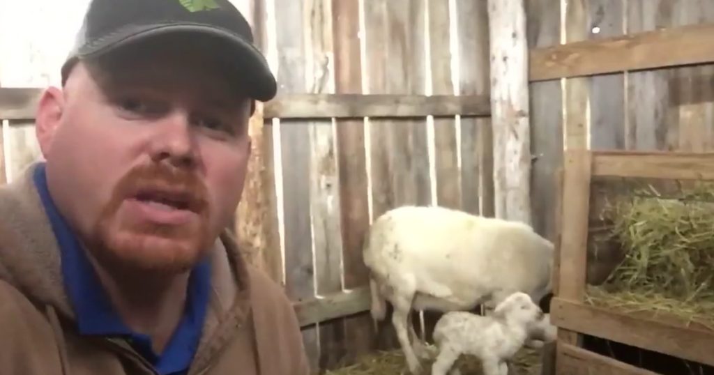 Mama Sheep Rejects Her Newborn Lamb, Shepherd Records Its Deeper Meaning