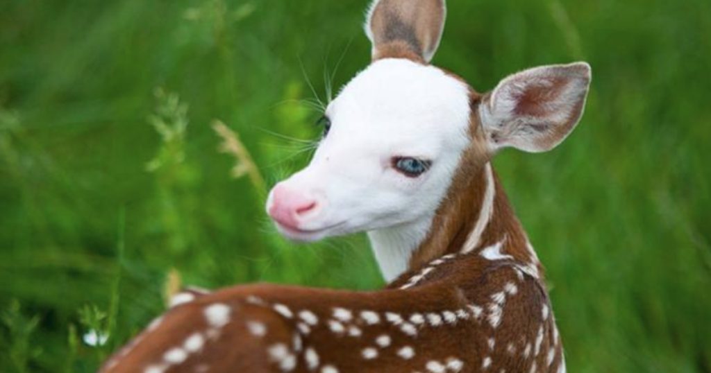 Baby Fawn Named Dragon Rejected After Being Born Piercingly Beautiful