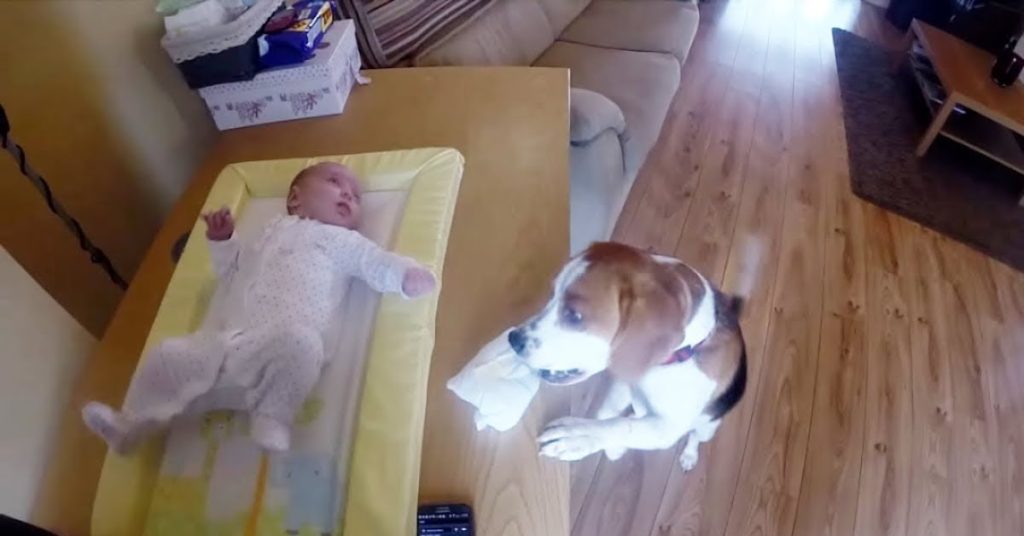 Cute Dog Helps Mom Change Baby’s Diaper