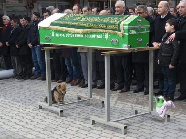 Heartbroken dog runs away from home every day to visit burial site of deceased owner