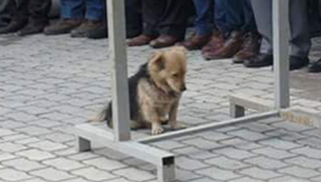 Heartbroken dog runs away from home every day to visit burial site of deceased owner