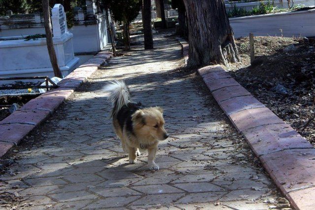 Heartbroken dog runs away from home every day to visit burial site of deceased owner