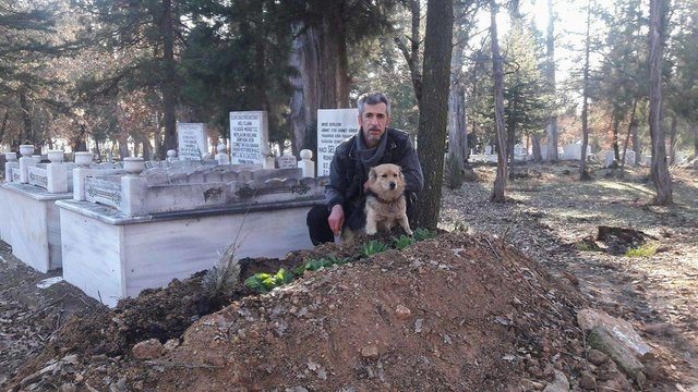 Heartbroken dog runs away from home every day to visit burial site of deceased owner