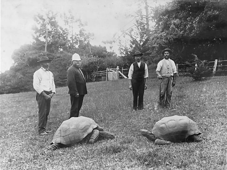Tortoise Celebrates his 187th Birthday As Oldest Living Animal