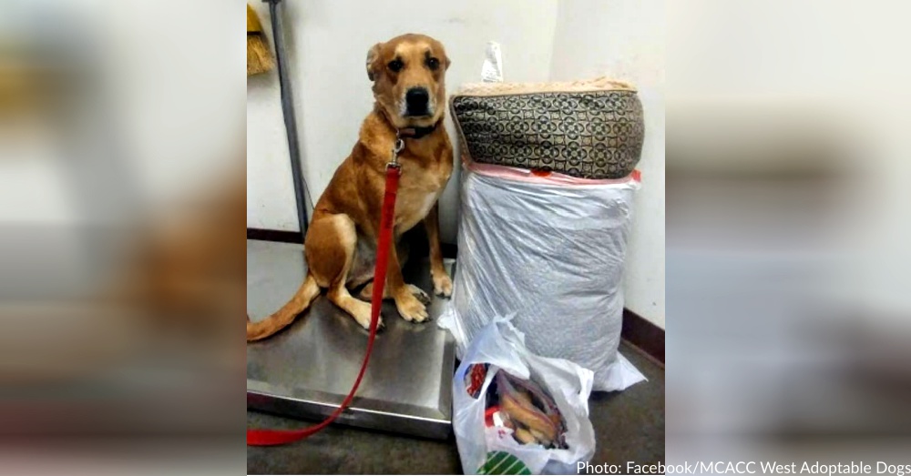 Dog Was Surrendered To Shelter With Two Garbage Bags Full Of His Bed And All His Toys