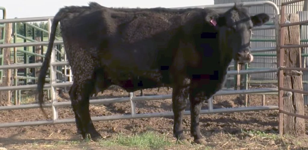 Farmer thinks cow is pregnant with baby – gets surprise of his life when he sees quadruplets