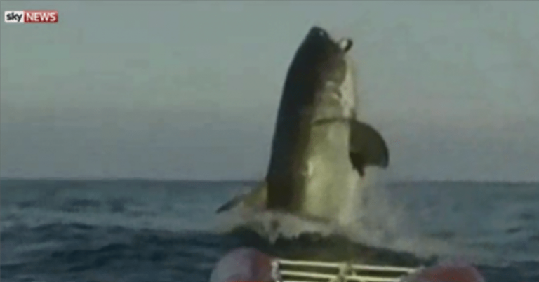 The Bible says Jonah was swallowed by a ‘Huge Fish’ could it have been a huge Shark?